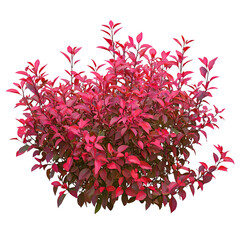 A vibrant shrub with rich red leaves, creating a striking contrast against a Transperant background..