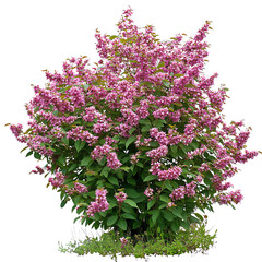 A vibrant bush adorned with clusters of pink flowers against a Transperant background., showcasing a lush and colorful botanical display.
