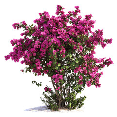A vibrant bougainvillea bush adorned with bright pink flowers, set against a Transperant background., showcasing its lush foliage.