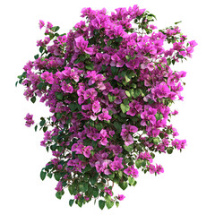 Vibrant bougainvillea blooms in a lush cluster, showcasing bright pink flowers against a Transperant background..