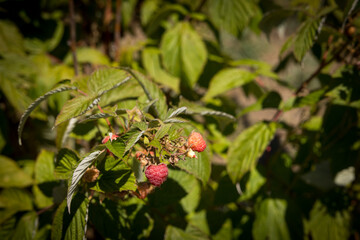 organic raspberry plant, suitable for direct consumption from the plant