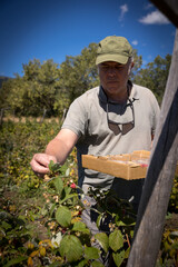 farmer harvesting organic red fruits from the plant, suitable for consumption