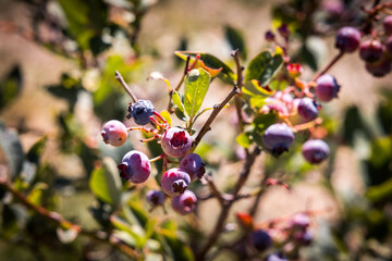 organic pink blueberry plant, suitable for direct consumption from the plant