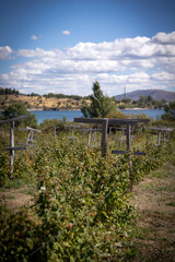 organic raspberry plantation, suitable for direct consumption from the plant