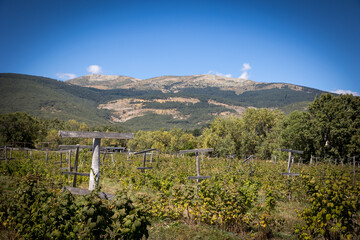 organic raspberry plantation, suitable for direct consumption from the plant