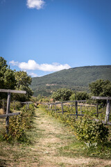 organic raspberry plantation, suitable for direct consumption from the plant