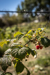 organic raspberry plant, suitable for direct consumption from the plant