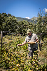 farmer harvesting organic red fruits from the plant, suitable for consumption