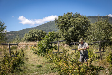 farmer harvesting organic red fruits from the plant, suitable for consumption