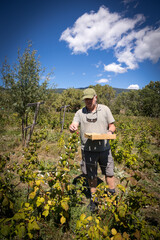 farmer harvesting organic red fruits from the plant, suitable for consumption