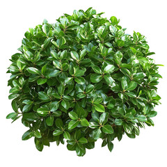 Obraz premium A lush, round plant with dense green leaves on a Transperant background., showcasing its vibrant foliage and healthy appearance.