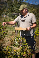 farmer harvesting organic red fruits from the plant, suitable for consumption