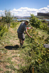 farmer harvesting organic red fruits from the plant, suitable for consumption