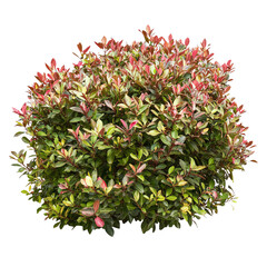 A vibrant, round shrub with green leaves and hints of pink, set against a Transperant background., showcasing its lush foliage.