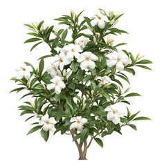 A lush gardenia plant with vibrant white flowers and thick green leaves, creating a striking visual on a Transperant background..