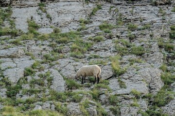 Fototapeta premium Sheep grazing on rocky mountain terrain