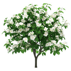 Obraz premium A vibrant, flowering tree with lush green leaves and white blossoms against a Transperant background..