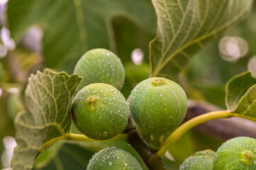 Figs on tree in garden. Selective focus