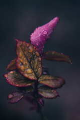 Bright autumn leaves on a branch, covered with raindrops