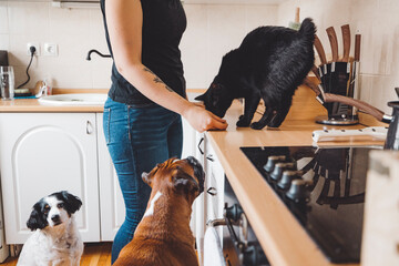 A person feeding a black cat on a kitchen counter while two dogs watch eagerly from the floor. The...