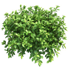 Obraz premium A lush green shrub with vibrant leaves on a Transperant background., creating a striking visual contrast.