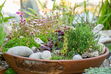 close-up of flowering houseleeks (hen and chicks, liveforever)