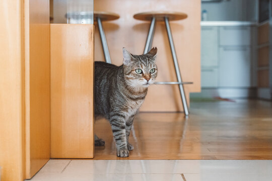 A curious tabby cat standing in a modern kitchen, with wooden elements and bar stools in the background. The cat has striking green eyes and a focused expression, exploring its surroundings.
