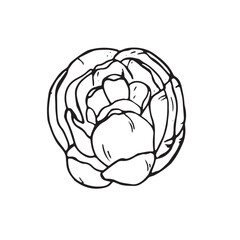  Graphic flowers. Hand draws graphic illustrations on a white background. Graphic flowers for design