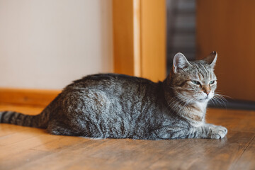 A curious tabby cat standing in a modern kitchen, with wooden elements and bar stools in the background. The cat has striking green eyes and a focused expression, exploring its surroundings.