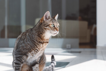 Obraz premium A tabby cat sitting on a tiled floor, gazing intently. The sunlight casts shadows around it, creating a serene indoor atmosphere.