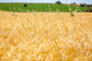 Wheat field on a sunny day. Grain farming, ears of wheat close-up. Agriculture, growing food...