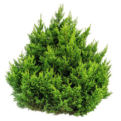 A lush, green bush with dense foliage, shaped like an upright mound, ideal for landscaping and garden design.