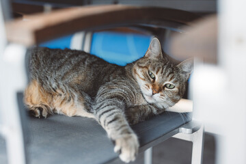 A relaxed tabby cat lying on a chair under a wooden table, with a calm expression. The setting is cozy and inviting, showcasing the cat's fur and posture.