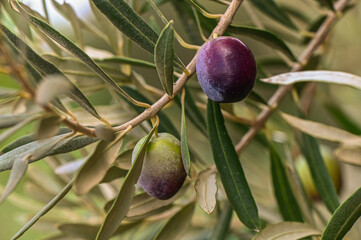 Olive branch with green and black olives in an olive grove