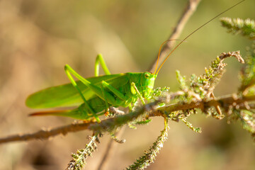 A green grasshopper sits in the grass on a bush. Great marsh grasshopper Stethophyma grossum, an endangered insect typical of wet meadows and marshes.