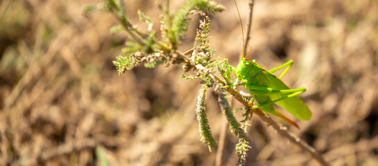 A green grasshopper sits in the grass on a bush. Great marsh grasshopper Stethophyma grossum, an endangered insect typical of wet meadows and marshes.