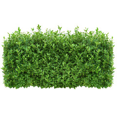 Obraz premium Lush green hedge with dense foliage against a Transperant background., creating a striking garden or landscaping element.