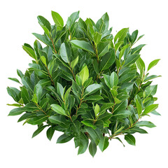 A lush, leafy plant with dense green foliage, showcasing vibrant leaves against a Transperant background., ideal for decoration or landscaping.
