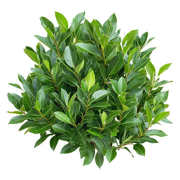 A lush, leafy plant with dense green foliage, showcasing vibrant leaves against a Transperant background., ideal for decoration or landscaping.