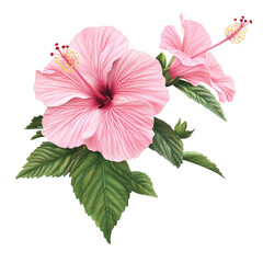 A beautiful illustration of pink hibiscus flowers surrounded by lush green leaves, set against a Transperant background..
