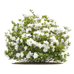 Gordijnen A lush, flowering shrub with vibrant white blossoms and rich green leaves, set against a contrasting Transperant background.. © Chamal