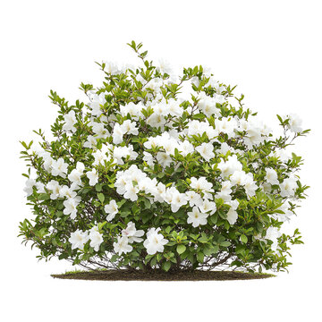 A lush, flowering shrub with vibrant white blossoms and rich green leaves, set against a contrasting Transperant background..