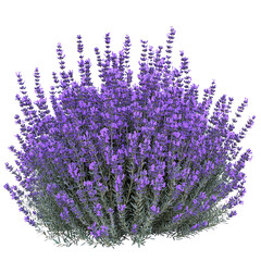 A vibrant lavender plant with purple flowers, displaying a bushy form against a Transperant background..