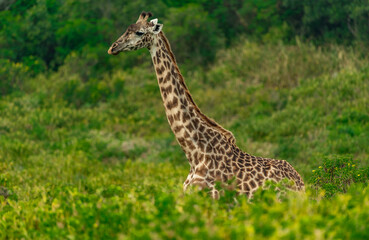 Giraffes in Tanzania