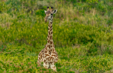 Giraffes in Tanzania