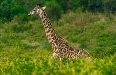 Giraffes in Tanzania