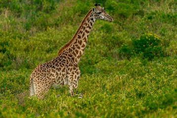Giraffes in Tanzania