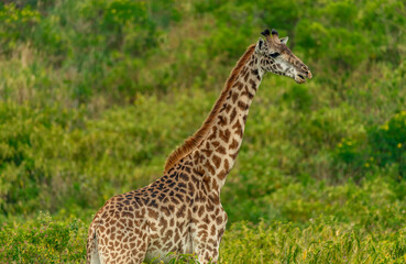 Giraffes in Tanzania
