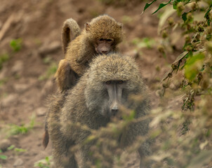 Baboons, Arusha, Tanzania