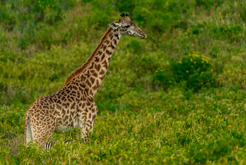 Giraffes in Tanzania